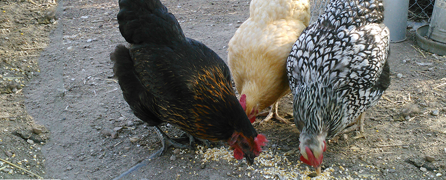 Spring Chickens: 